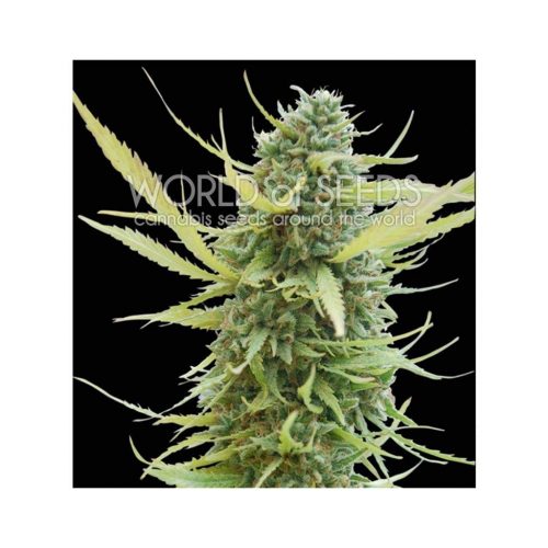 World Of Seed Colombian Gold Fem.