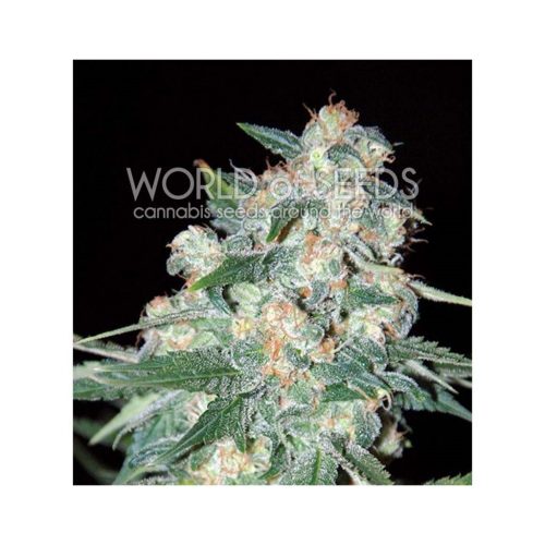 World Of Seed Ketama Fem.