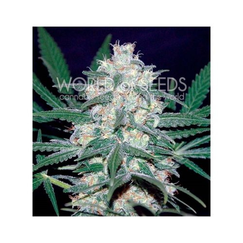 World Of Seed Pakistan Valley Fem.
