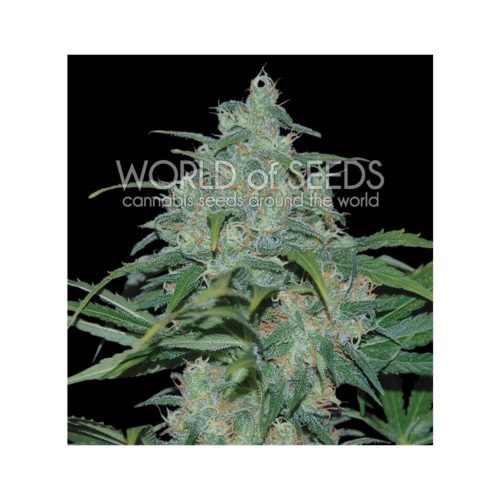 World Of Seed Wild Thailand Fem.