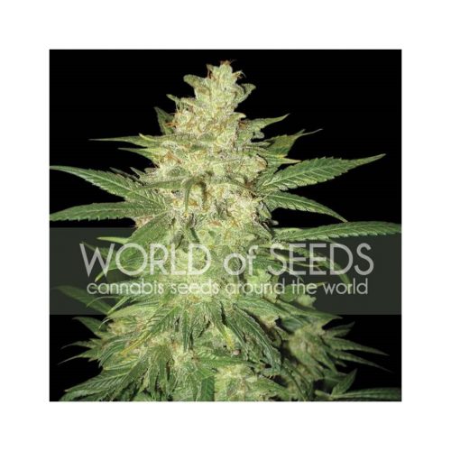 World Of Seed Amnesia Fem.