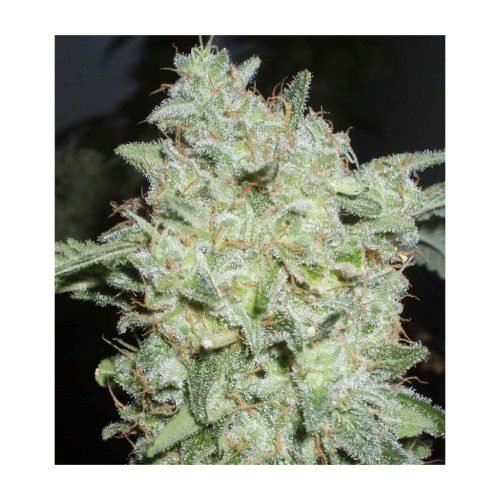 World Of Seed Afgan Kush X Black Domi Fem