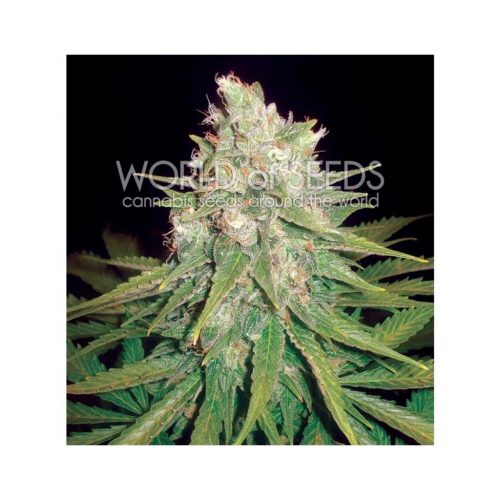 World Of Seed Mazar X Great White Shark Fem
