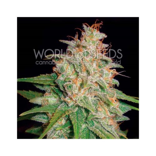 World Of Seed Mazar X White Rhino Fem