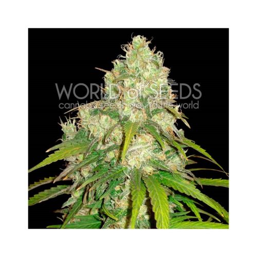 World Of Seed Afgan Kush X Yumbolt Fem.