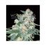 World Of Seed Ketama 10Und Reg.