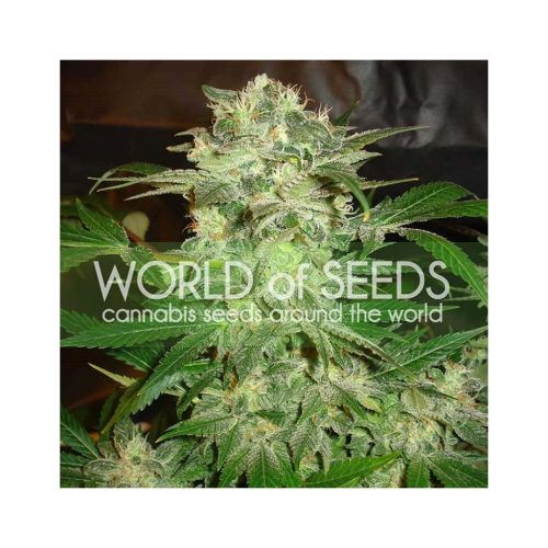 World Of Seed Mazar Kush Fem