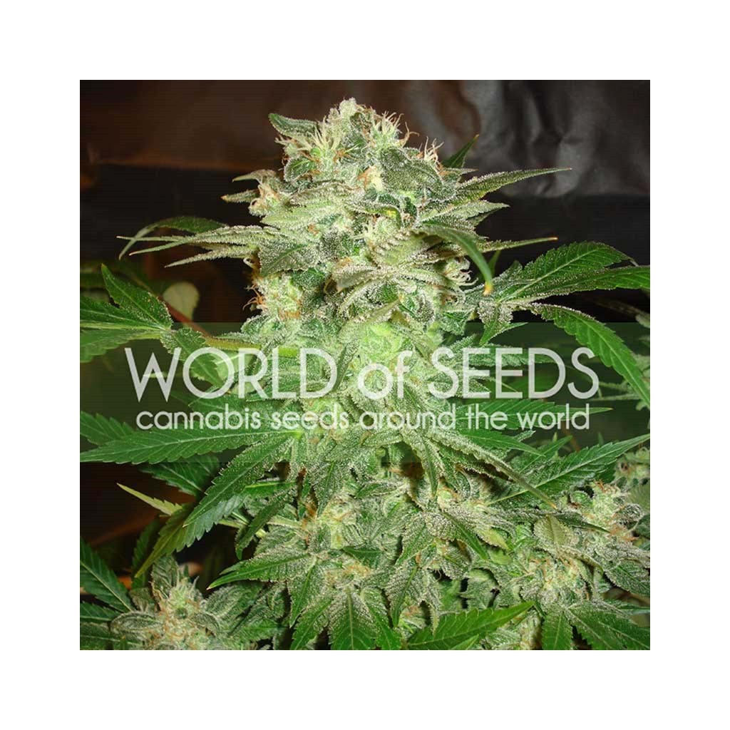 World Of Seed Mazar Kush Fem