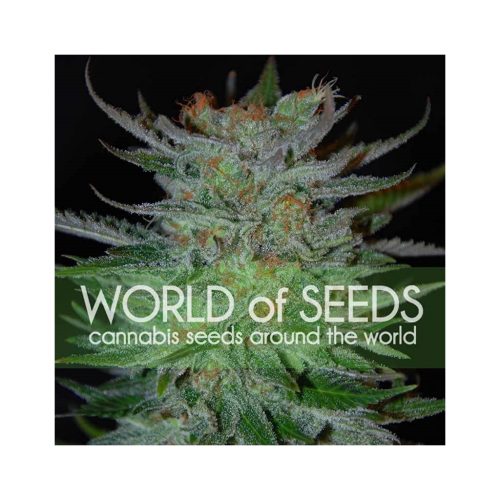 World Of Seed New York 47 Fem