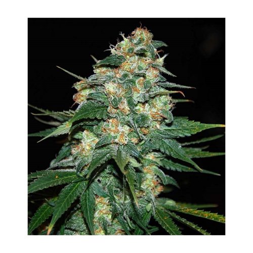 World Of Seed Skunk 47 Fem