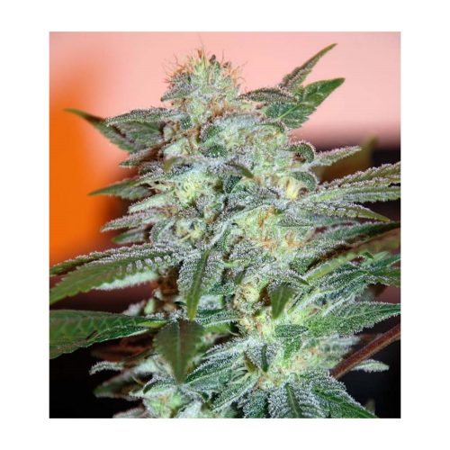 World Of Seed Yumbolt 47 Fem