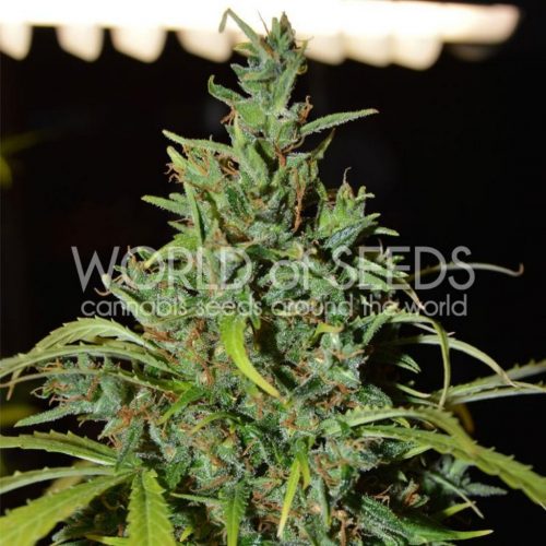 World Of Seed Neville Haze Auto