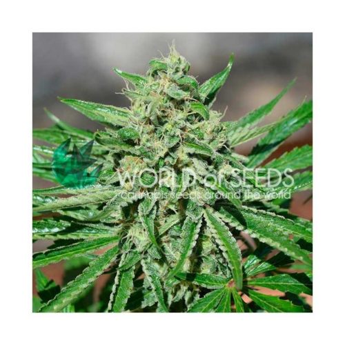 World Of Seed CBD Tonic Fem