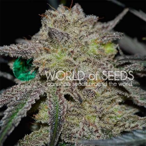 World Of Seeds Tonic Ryder CBD Auto.