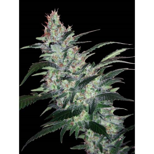 Xtreme Seeds OG Kush Express Auto