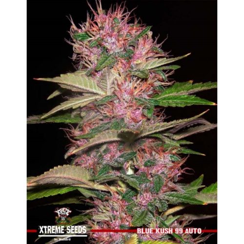 Xtreme Seeds Blue Kush '99 Auto